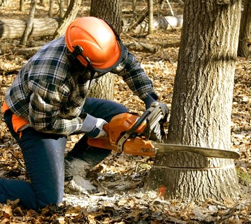 Tree Removal in Marietta, NC